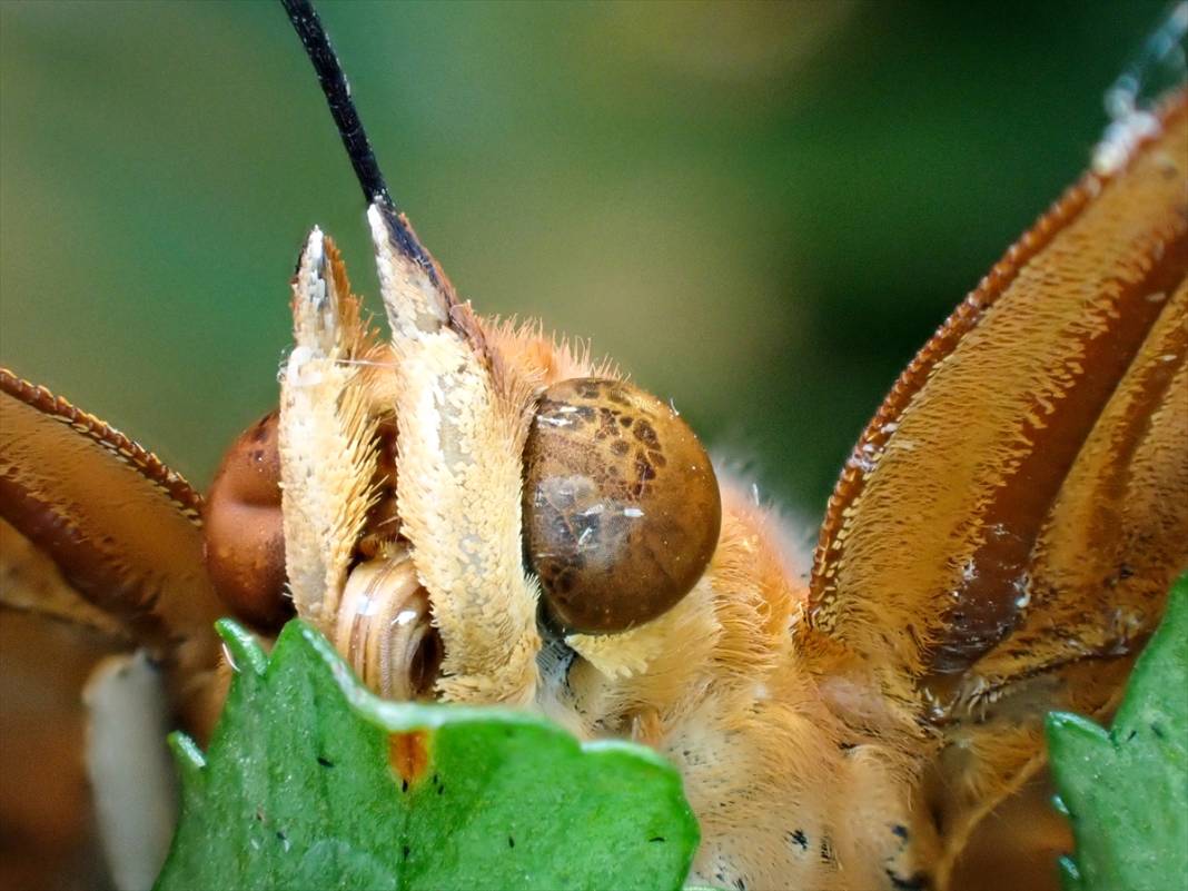 Konya’nın ünlü bahçesindeki detaylar tüyler ürpertti: İyi ki küçükler 15